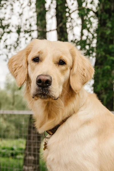 Perro Crianza Golden Retriever Sienta Mira Con Una Mirada Seria — Foto de Stock