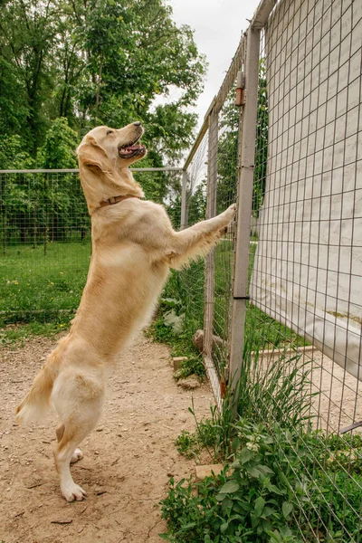 a dog of the golden retriever breed stands on its hind legs by the fence with its tongue hanging out on its side