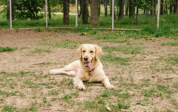 Perro Recuperador Oro Yace Suelo Descansa Después Correr Con Lengua — Foto de Stock