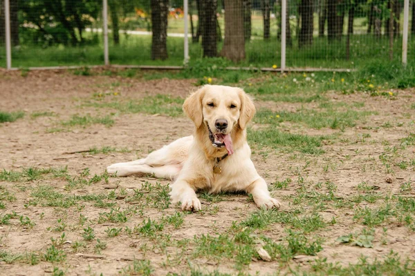 Golden Retriever Dog Lies Ground Rests Running His Tongue Out — Stock Photo, Image