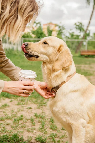 Chien Golden Retriever Lèche Les Lèvres Côté Son Propriétaire Tenant — Photo