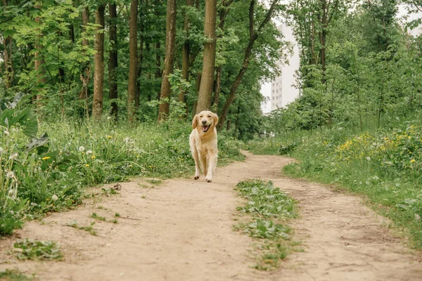 Golden Retriever Pies Szczęśliwie Biegnie Ścieżką Wśród Drzew Zieleni Spacerze — Zdjęcie stockowe