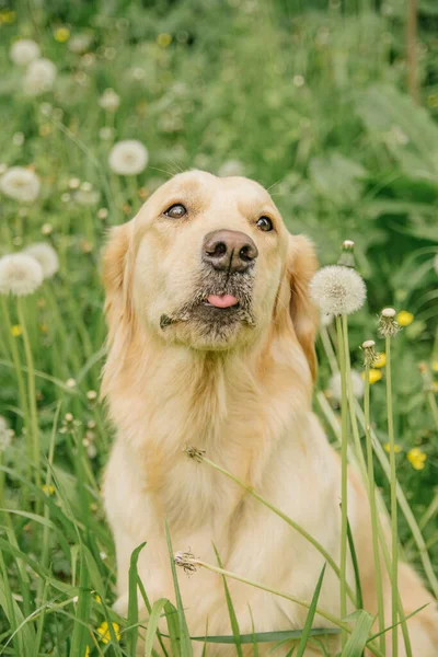 Szczęśliwy Pies Rasy Golden Retriever Siedzi Zielonej Trawie Mniszkach Wystający — Zdjęcie stockowe