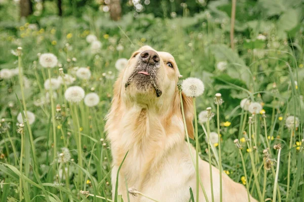 Feliz Cão Raça Golden Retriever Senta Grama Verde Dentes Leão — Fotografia de Stock