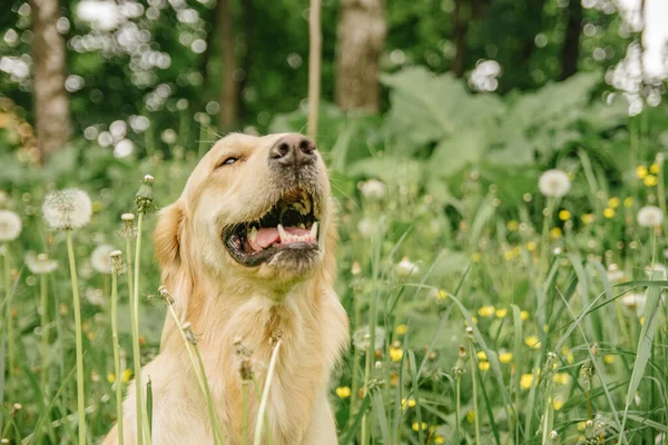 Szczęśliwy Pies Rasy Golden Retriever Siedzi Zielonej Trawie Mniszkach Wystający — Zdjęcie stockowe