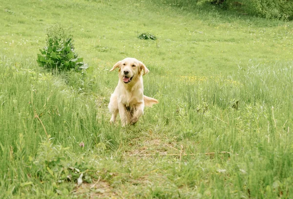 Cão Raça Golden Retriever Felizmente Corre Grama Verde Para Passeio — Fotografia de Stock