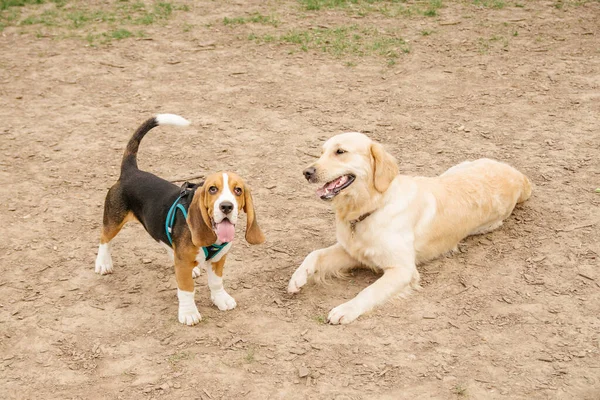 Två Golden Retrievers Och Beagle Dogs Lär Känna Varandra Sniffa Stockbild