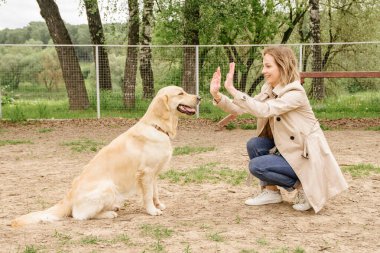 Köpeğin sahibi Golden Retriever takımına köpek gezdirme alanında beşlik çakmayı öğretiyor.