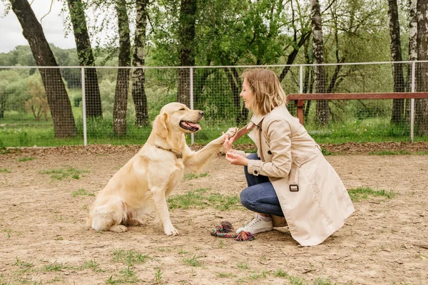 The girl the owner of the dog breed golden retriever trains her team to high-five on the dog walking area