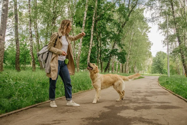 Gospodyni Spaceruje Parku Swoim Psem Golden Retriever Obrazek Stockowy