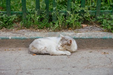 Yazın sokakta evsiz bir kedi asfalt yolda kıvrılır ve uyur.