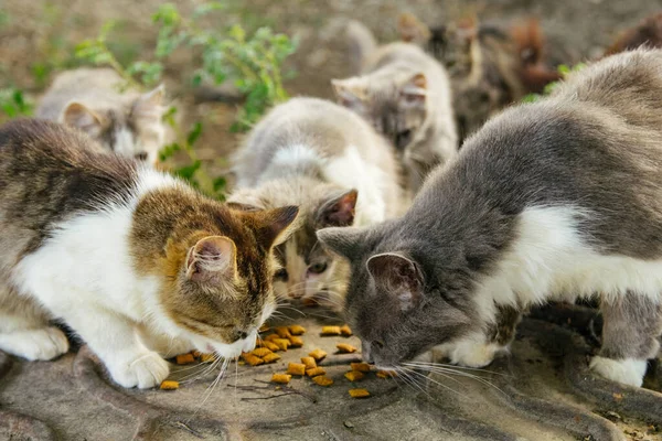 Багато Голодних Різних Бродячих Котів Їдять Суху Їжу Люку — стокове фото