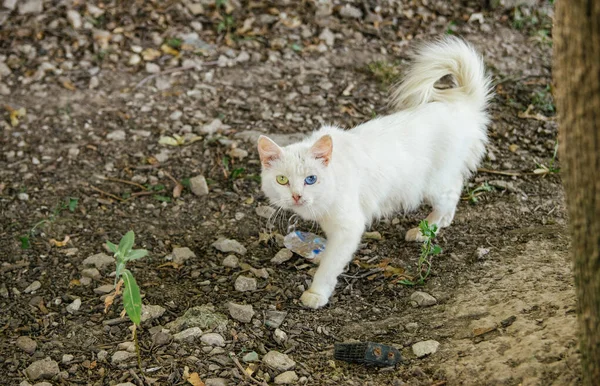 Бездомний Тонкий Білий Кіт Різними Очима Зелено Синій Йде Вулиці — стокове фото