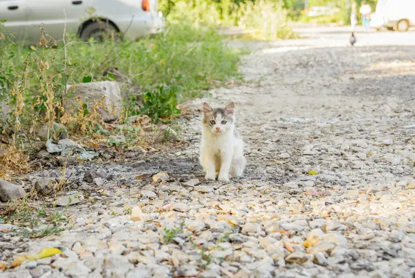 Бездомний Маленький Біло Сірий Пухнастий Кошеня Сидить Вулиці Влітку Дорозі — стокове фото