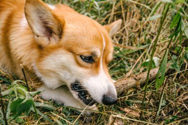 Kırmızı Corgi pembroke doğada yeşil çimlerde bir dal kemirir.