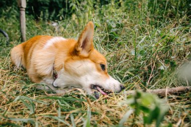 Kırmızı Corgi pembroke doğada yeşil çimlerde bir dal kemirir.