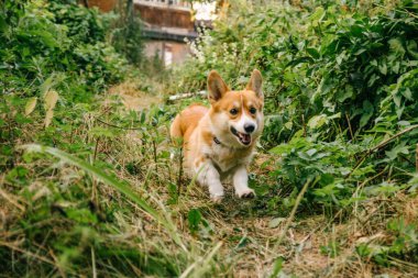Kırık kırmızı Corgi yeşil çimenlerde hızla koşuyor.
