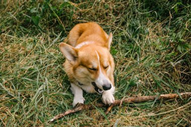 Kırmızı Corgi pembroke doğada yeşil çimlerde bir dal kemirir.