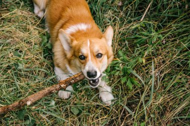 Kırmızı Corgi pembroke doğada yeşil çimlerde bir dal kemirir.