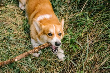 Kırmızı Corgi pembroke doğada yeşil çimlerde bir dal kemirir.