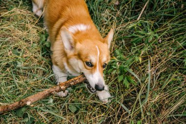 Kırmızı Corgi pembroke doğada yeşil çimlerde bir dal kemirir.
