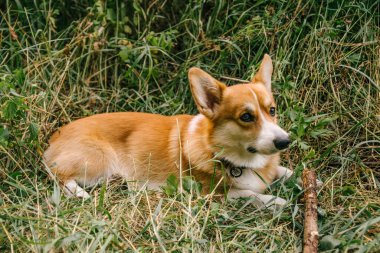 Pembroke Red Corgi, doğada yeşil çimlerde bir sopayla yatıyor.