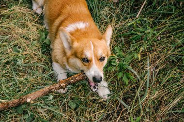 Kırmızı Corgi pembroke doğada yeşil çimlerde bir dal kemirir.