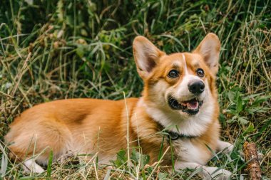 Pembroke Red Corgi, doğada yeşil çimlerde bir sopayla yatıyor.