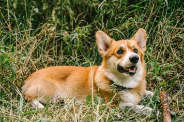 Pembroke Red Corgi, doğada yeşil çimlerde bir sopayla yatıyor.