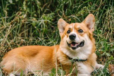 Pembroke Red Corgi, doğada yeşil çimlerde bir sopayla yatıyor.