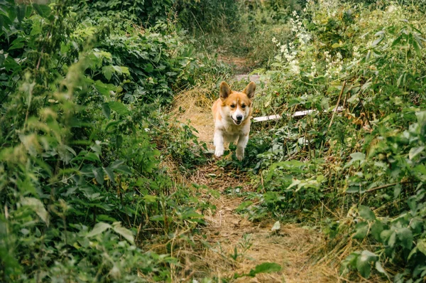 Pembroke Corgi Vermelho Correndo Rápido Grama Verde — Fotografia de Stock