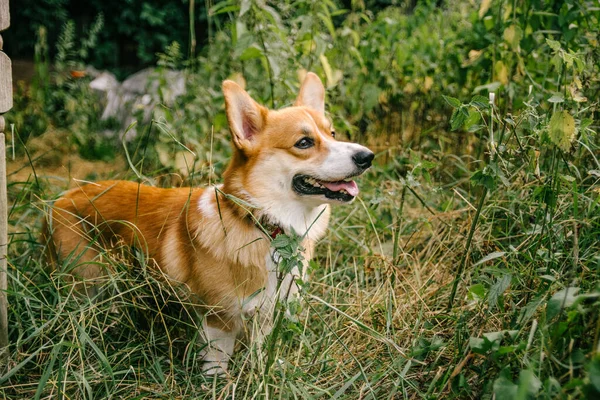 Pembroke Corgi Vermelho Fica Grama Verde Natureza Com Sorriso Seu — Fotografia de Stock