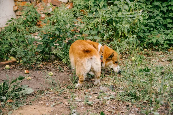 Pembroke Rode Corgi Onderzoekt Iets Het Gras — Stockfoto