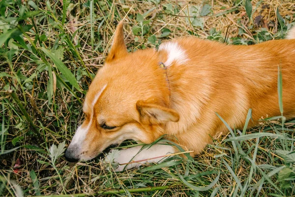 Corgi Pembroke Rouge Ronge Bâton Dans Herbe Verte Dans Nature — Photo