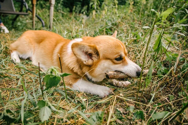 Corgi Vermelho Pembroke Rói Uma Vara Grama Verde Natureza — Fotografia de Stock