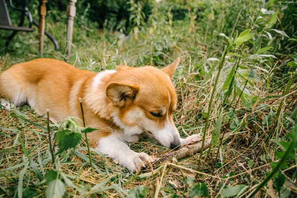 Roter Corgi Nagt Der Natur Einem Stock Grünen Gras — Stockfoto