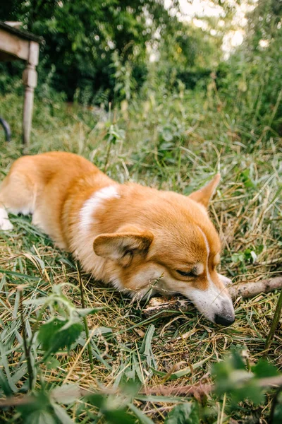 Corgi Vermelho Pembroke Rói Uma Vara Grama Verde Natureza — Fotografia de Stock