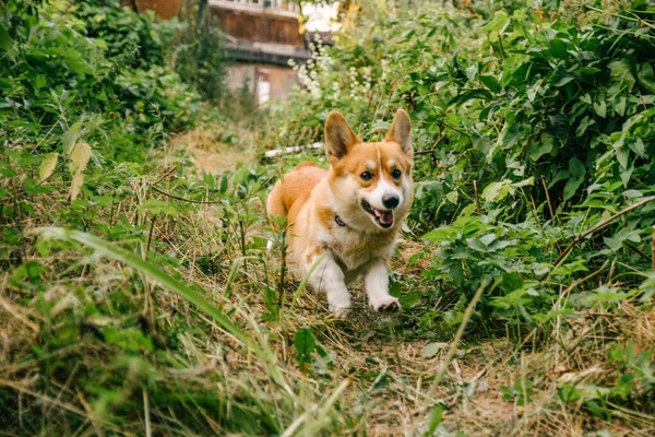 Pembroke Czerwony Corgi Działa Szybko Zielonej Trawie — Zdjęcie stockowe