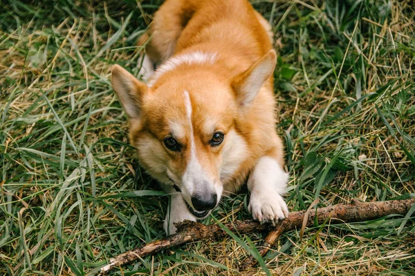 Rojo Corgi Pembroke Roe Palo Verde Hierba Naturaleza — Foto de Stock