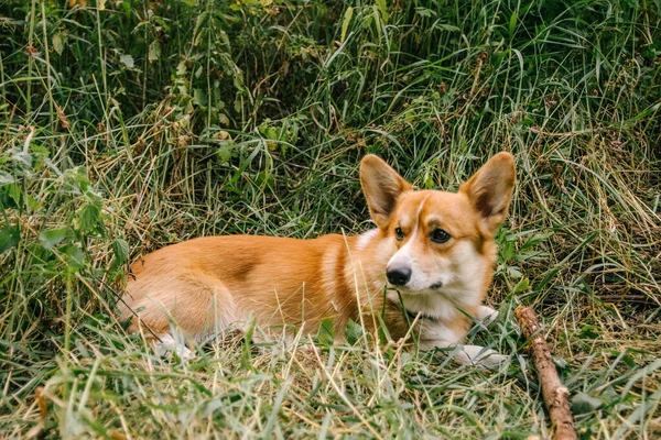 Pembroke Red Corgi, doğada yeşil çimlerde bir sopayla yatıyor.