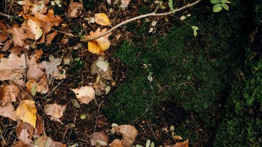 Yeşil sonbahar yosununun dokusu ormandaki kuru yapraklı bir ağacın yanında.