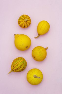 Sonbahar kompozisyonu. Pastel pembe arka planda balkabakları. Sonbahar ya da cadılar bayramı konsepti, düz yatak, yakın çekim