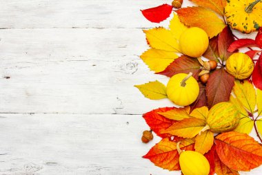 Beyaz tahta tahtalarda süslü balkabakları olan renkli yapraklar. Şenlikli sonbahar geçmişi, Şükran Günü ya da Cadılar Bayramı kartı, mevsimsel iyi ruh hali, üst manzara.