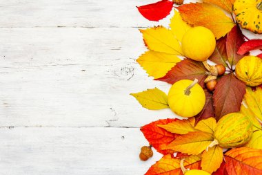 Beyaz tahta tahtalarda süslü balkabakları olan renkli yapraklar. Şenlikli sonbahar geçmişi, Şükran Günü ya da Cadılar Bayramı kartı, mevsimsel iyi ruh hali, üst manzara.
