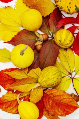 Beyaz tahta tahtalarda süslü balkabakları olan renkli yapraklar. Şenlikli sonbahar geçmişi, Şükran Günü ya da Cadılar Bayramı kartı, mevsimsel iyi ruh hali, üst manzara.