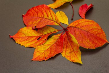 Sonbahar arka planında renkli sonbahar yaprakları var. Şenlikli duvar kâğıdı, kart ya da parlak yapraklı kenar. Siyah taş beton arka plan, kapat