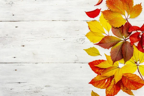 Цветные Осенние Листья Белых Деревянных Досках Праздничный Осенний Фон Открытка — стоковое фото