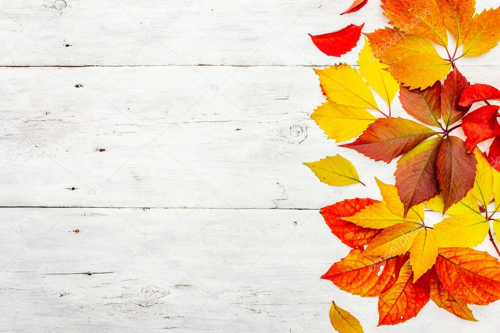 Colorful fall leaves on white wooden boards. Festive autumn background, card for Thanksgiving or Halloween, seasonal good mood, top view