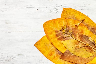 Kuru tütün yaprakları ve çiçekler. Yüksek kalite büyük yaprak sigaraya hazır. Beyaz tahta tahta arka plan, üst görünüm