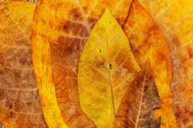 Sert, kuru tütün yaprakları. Yüksek kalite büyük yaprak sigaraya hazır. Eski ahşap masa, kapat.